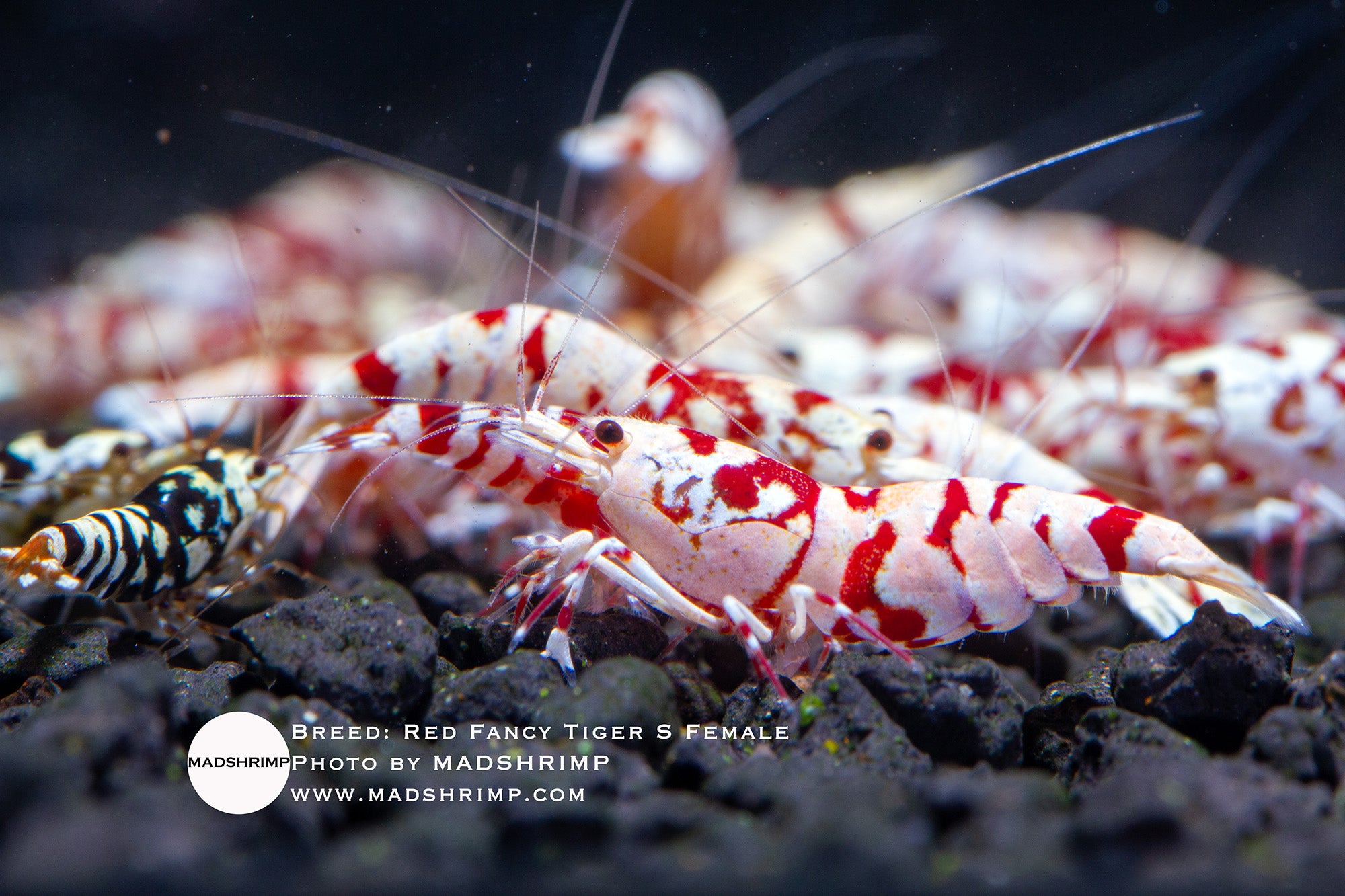 Red Fancy Tiger S grade Caridina shrimp, photo 2