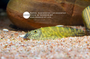 Gastromyzon lepidogaster Borneo hillstream loach