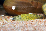 Gastromyzon Lepidogaster