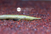 Acestridium discus Lime Whiptail on wood