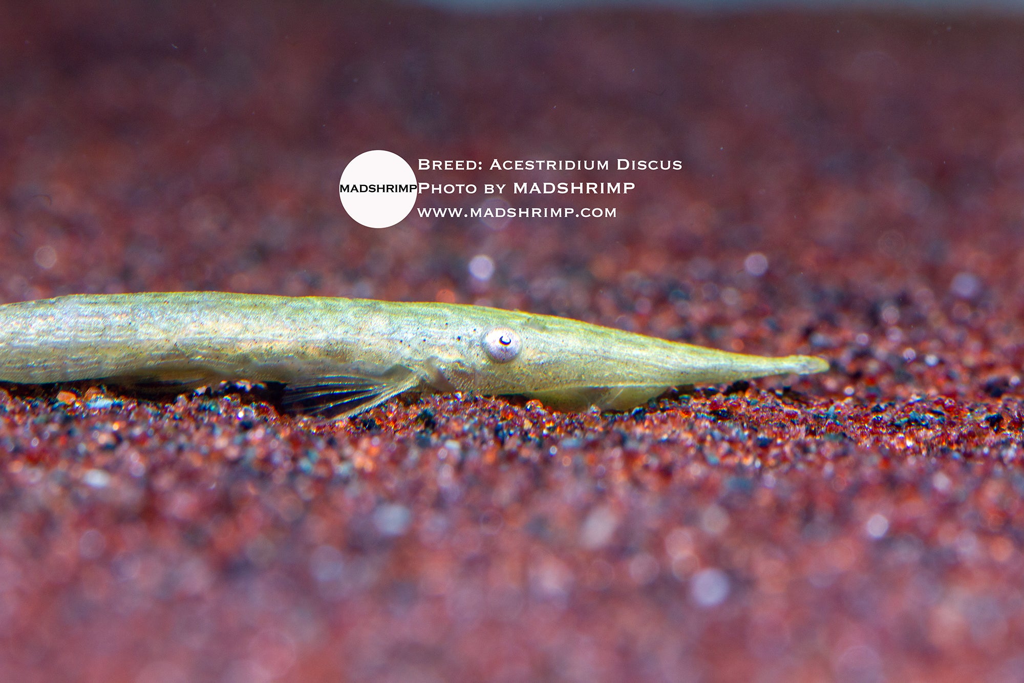 Acestridium discus Lime Whiptail on wood