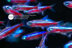 Paracheirodon Axelrodi WILD