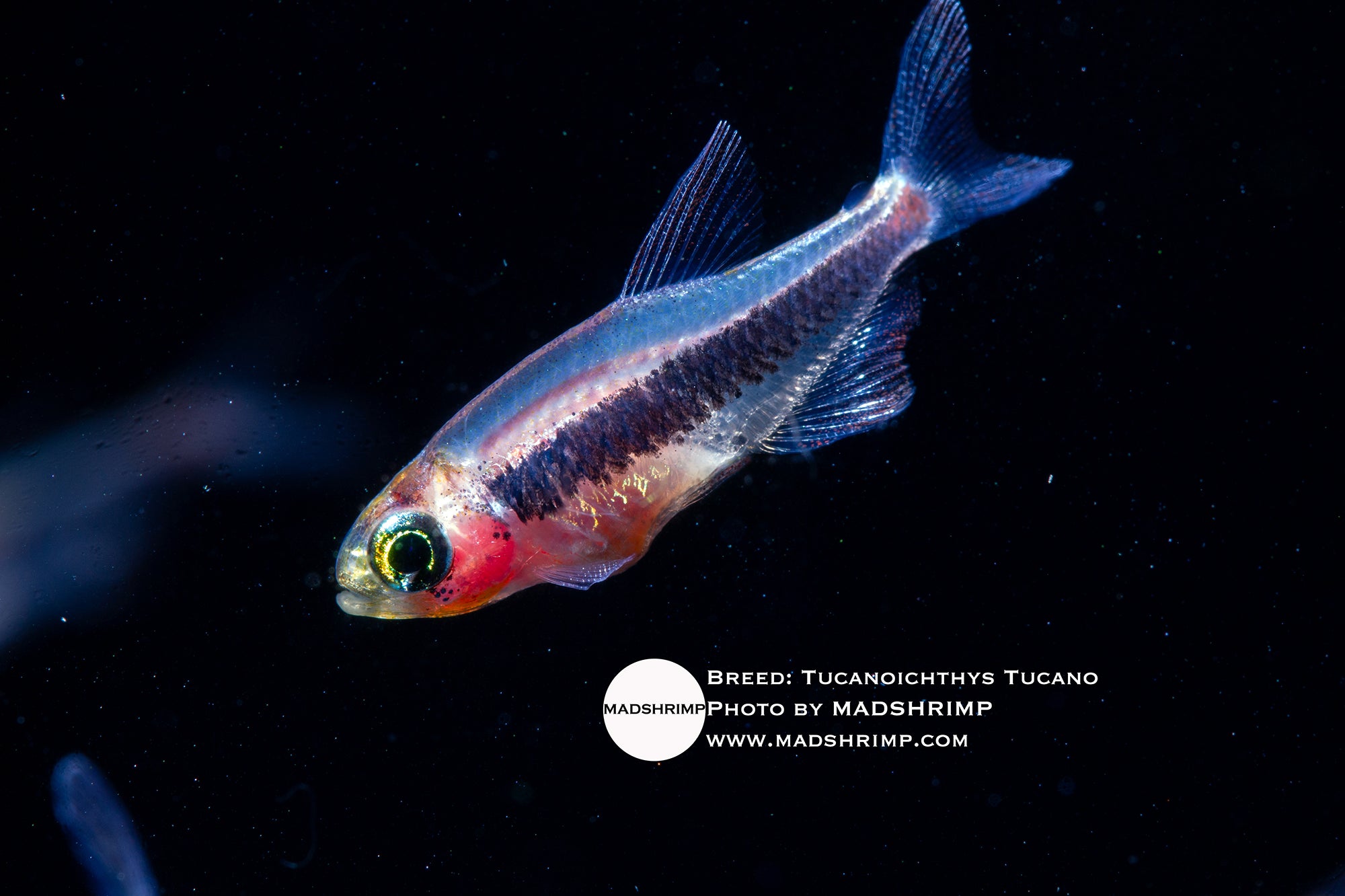 Tucano tetra (Tucanoichthys tucano), photo 2