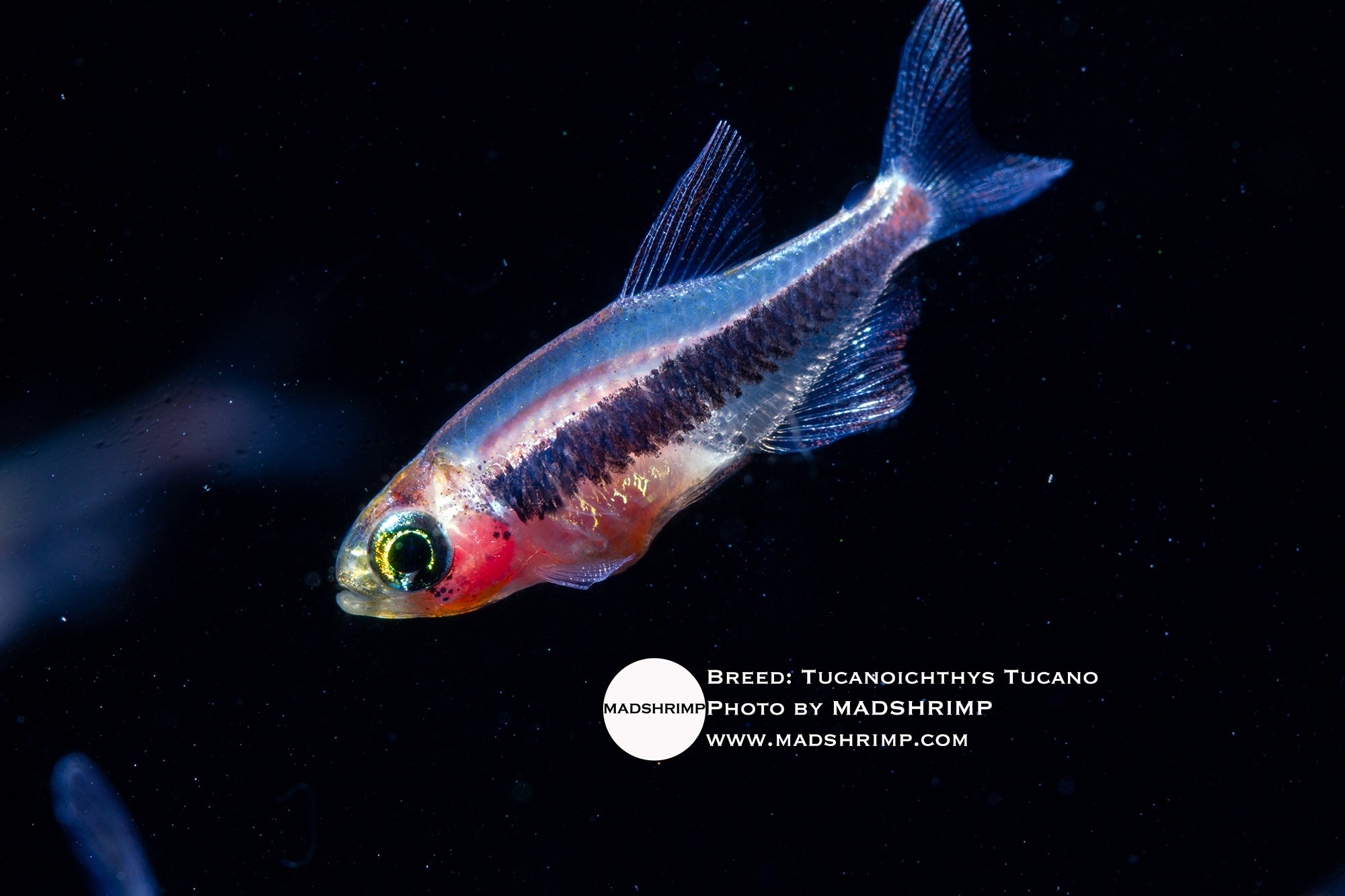Tucano tetra (Tucanoichthys tucano), photo 2