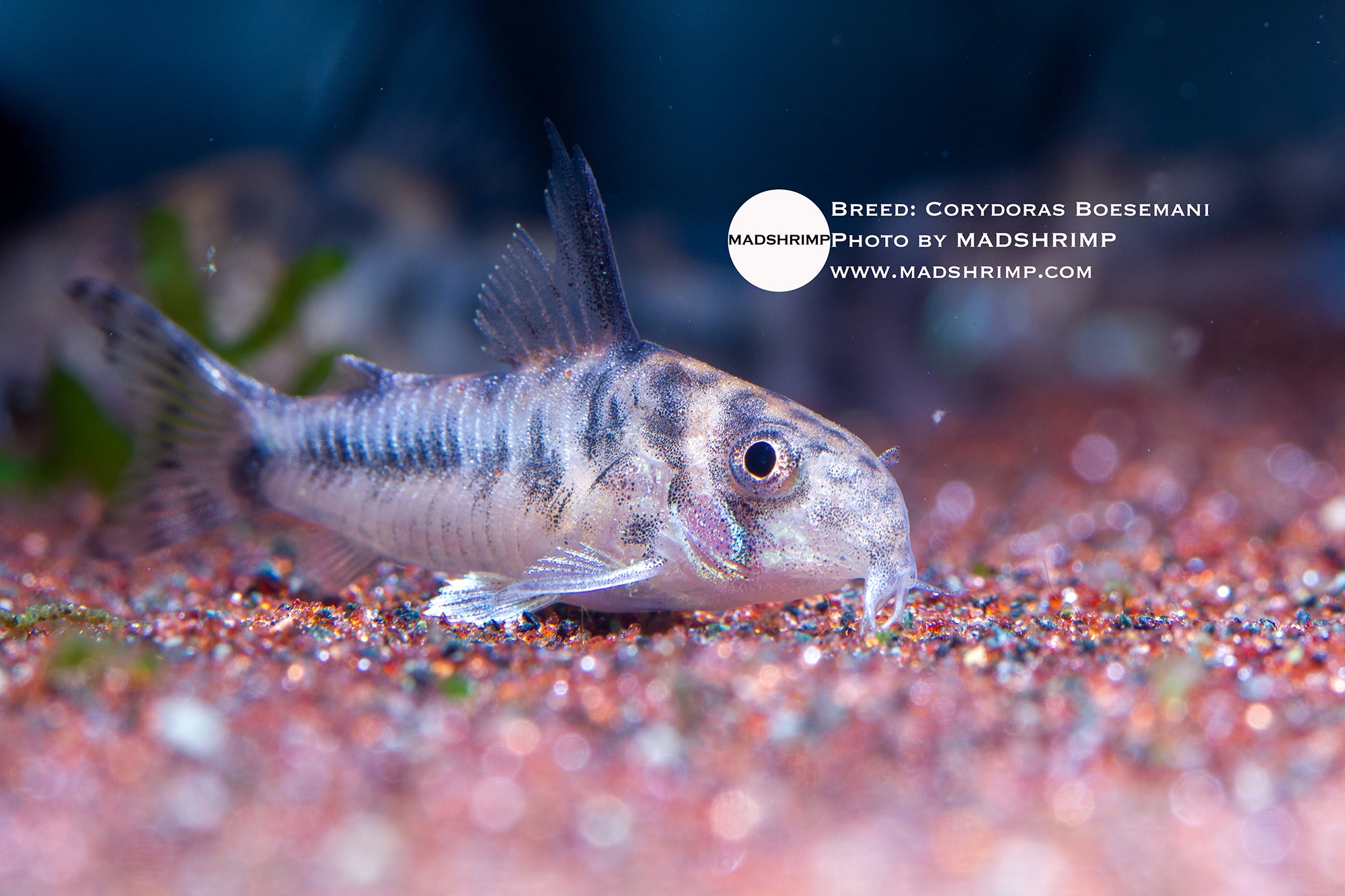 Corydoras Boesemani