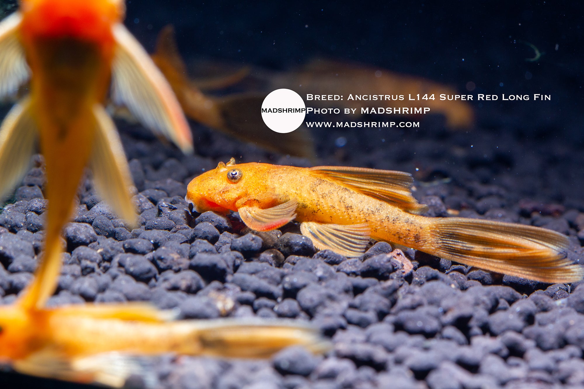 Ancistrus L144 Super Red long fin bristlenose pleco