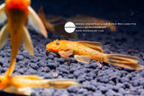 Ancistrus L144 Super Red Long Fin