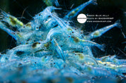 Blue Jelly Neocaridina shrimp