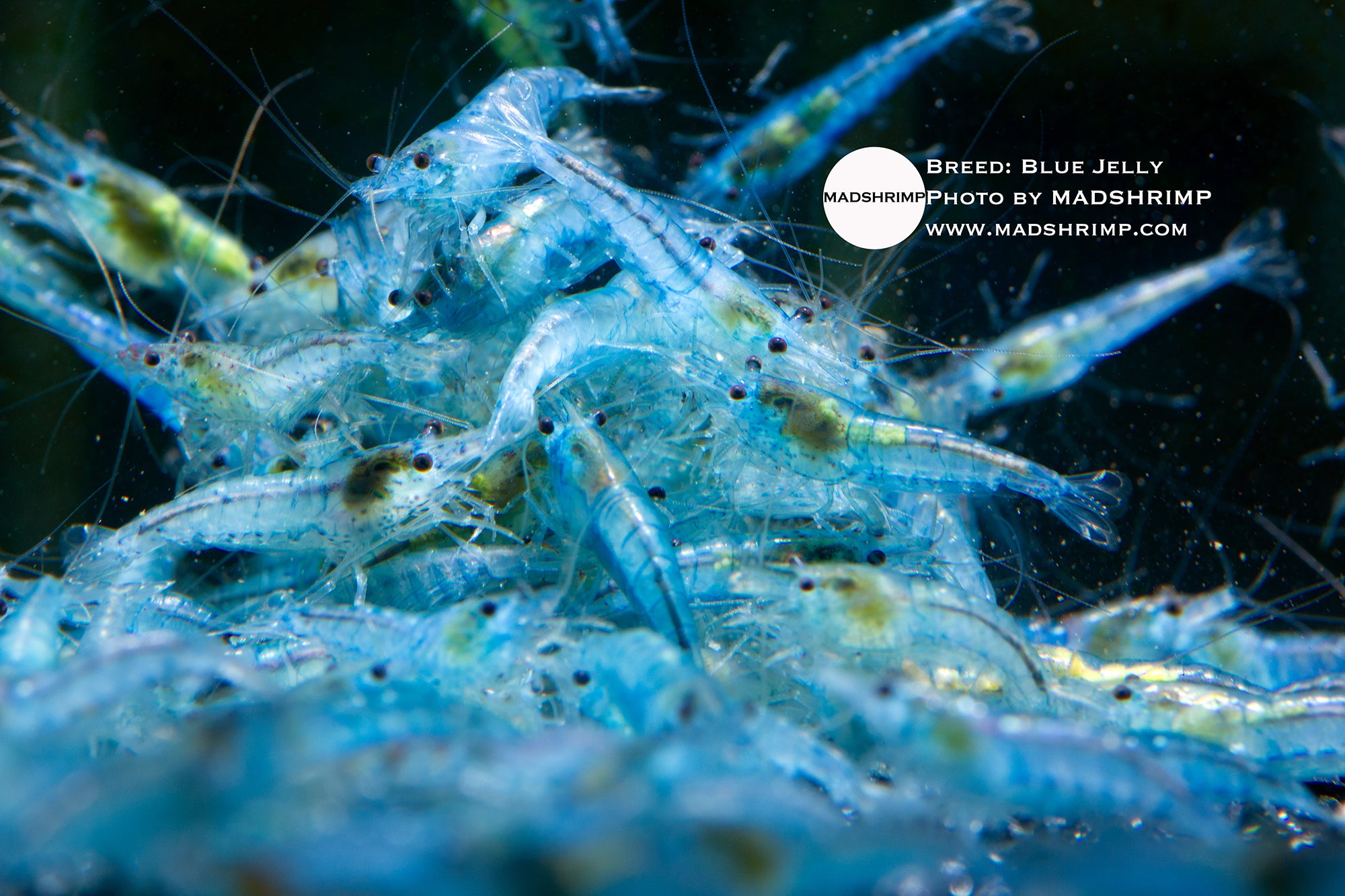 Blue Jelly Neocaridina shrimp