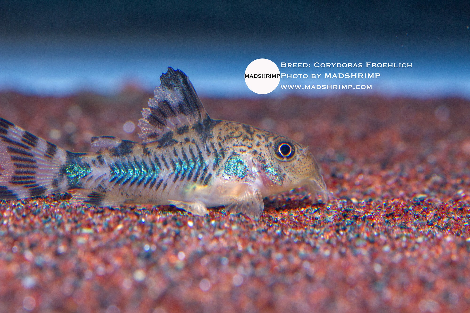 Hoplisoma Froehlich