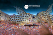 C68 Corydoras (Brochis araguaiensis), photo 2