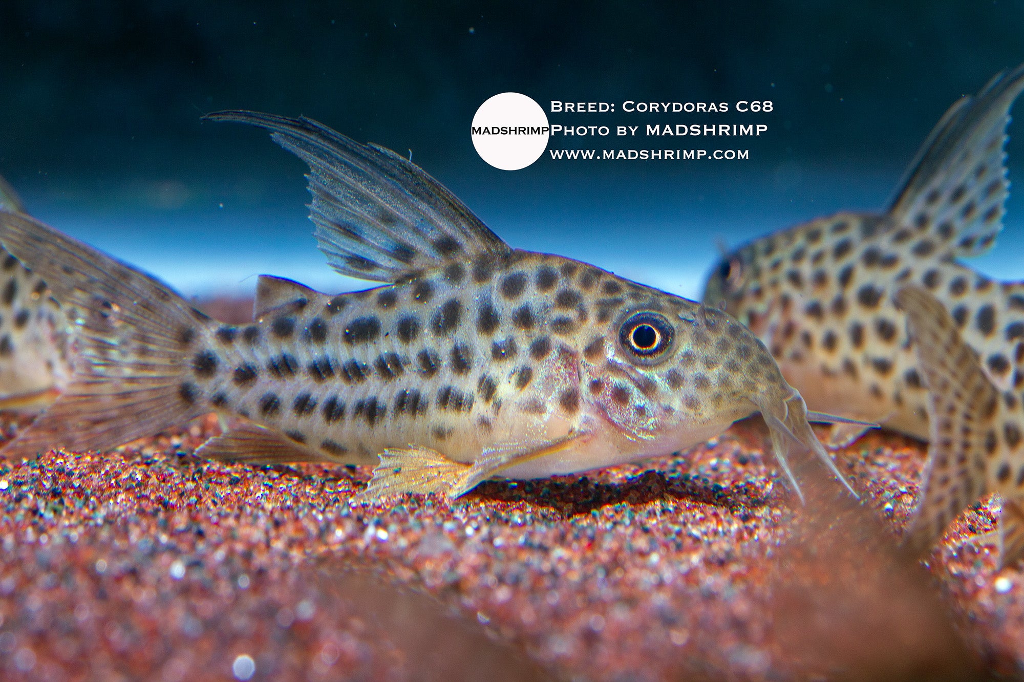 C68 Corydoras (Brochis araguaiensis), photo 2