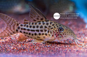 C68 Corydoras (Brochis araguaiensis), photo 3