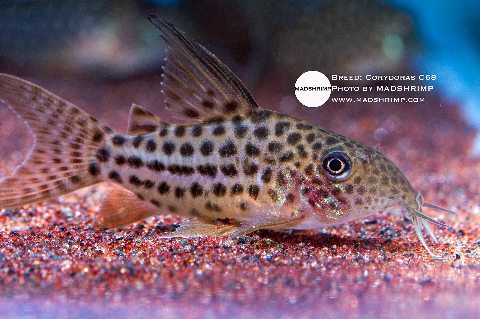 C68 Corydoras (Brochis araguaiensis), photo 3