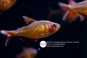Muzel Cherry tetra (Hyphessobrycon) captive bred