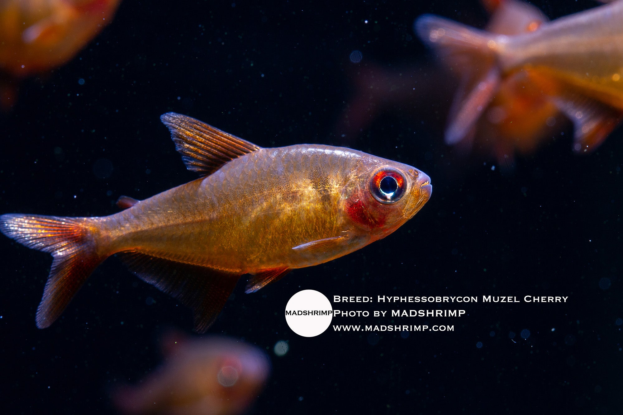 Muzel Cherry tetra (Hyphessobrycon) captive bred