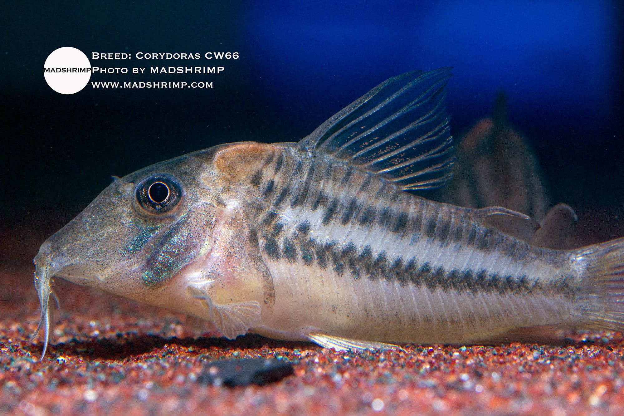 Corydoras CW66