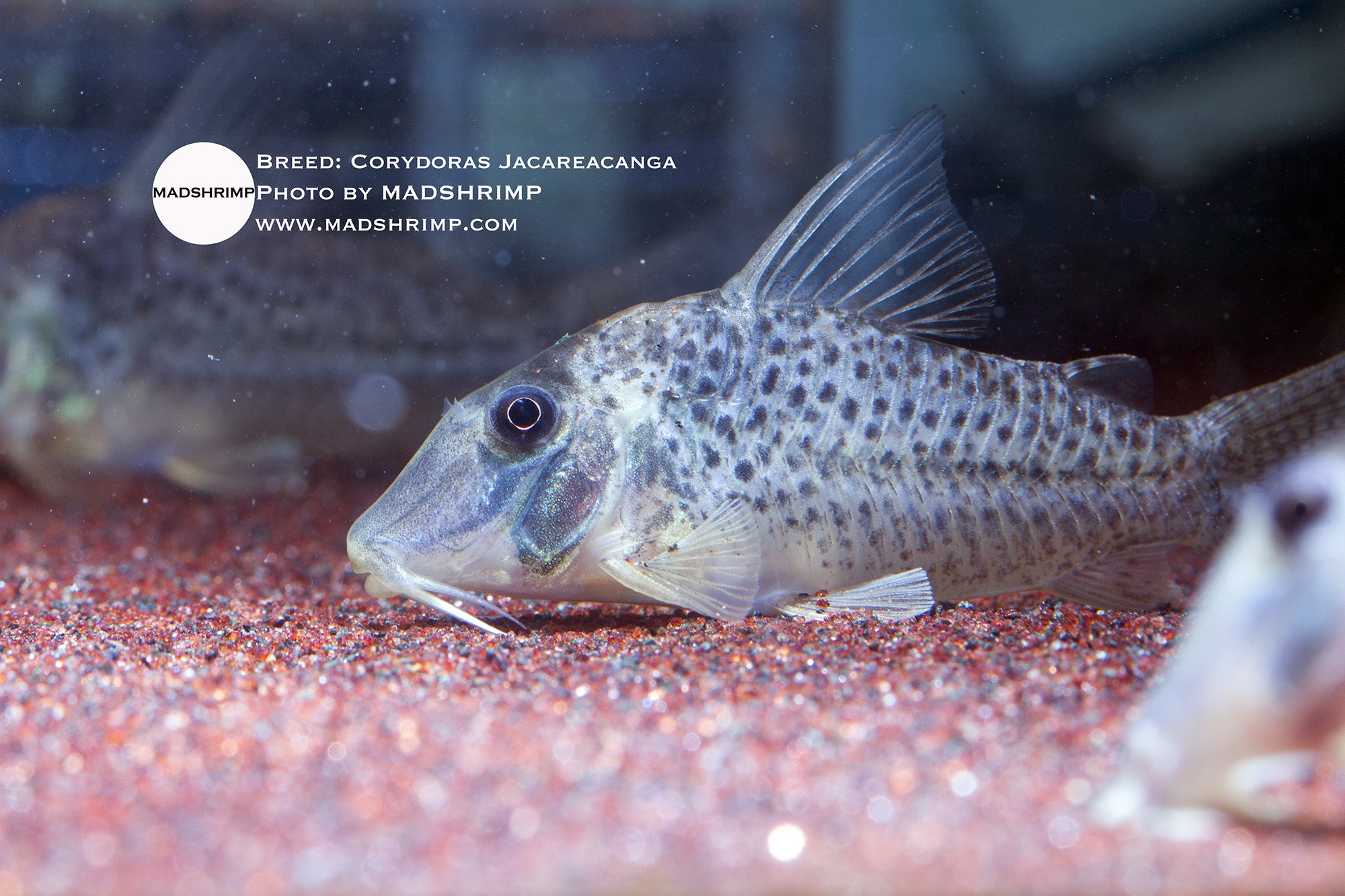 Corydoras Jacareacanga