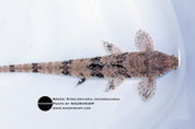 Rineloricaria sp. Jacareacanga Giovanna Whiptail catfish