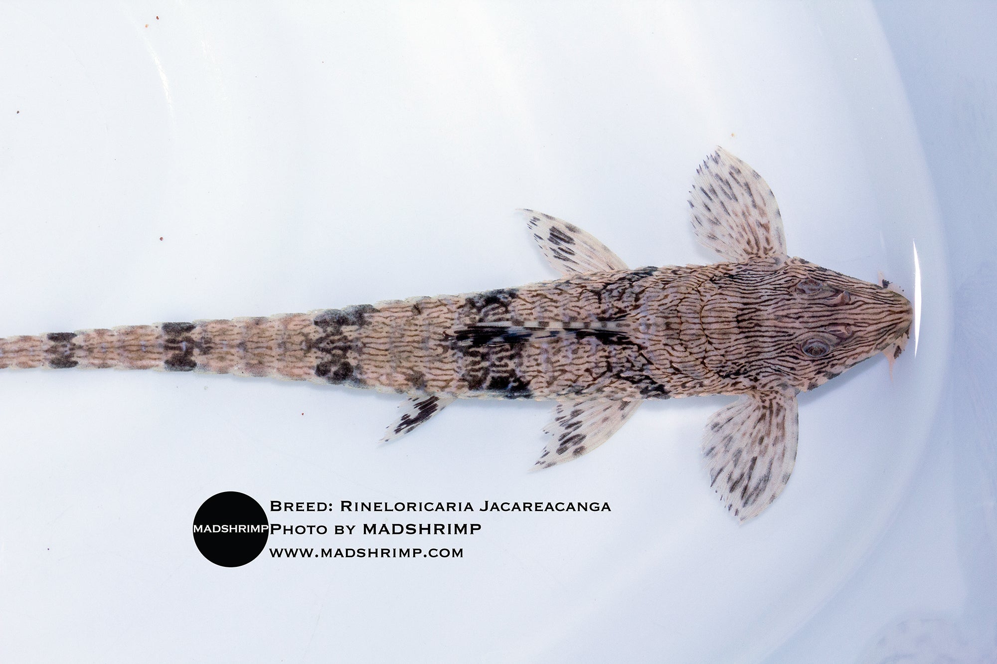 Rineloricaria sp. Jacareacanga Giovanna Whiptail catfish