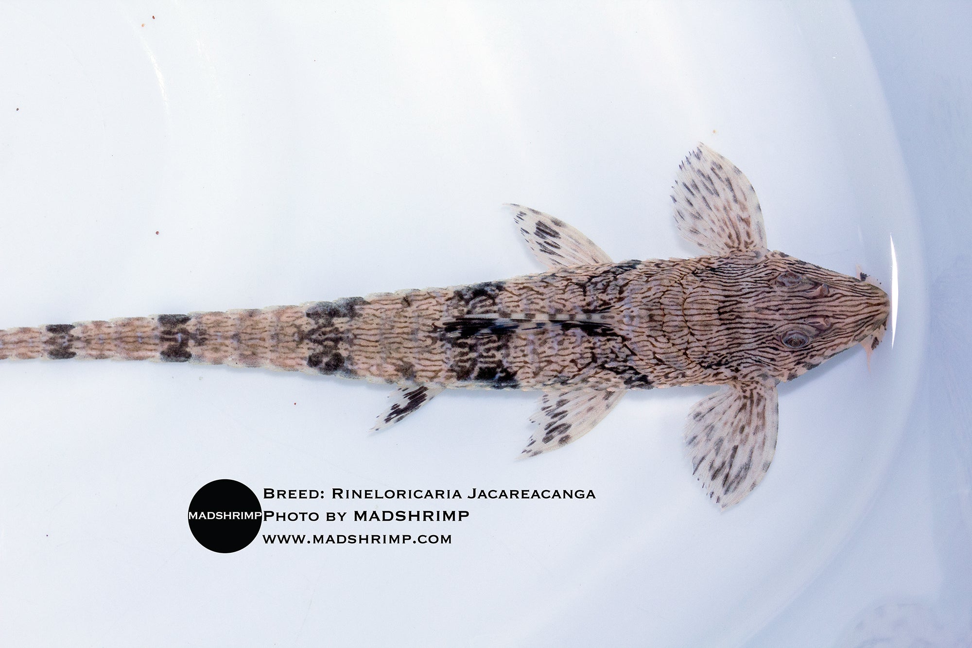Rineloricaria sp. Jacareacanga Giovanna Whiptail catfish