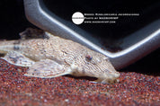Rineloricaria sp. Jacareacanga Giovanna Whiptail catfish