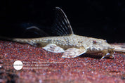 Rineloricaria sp. Jacareacanga Giovanna Whiptail catfish
