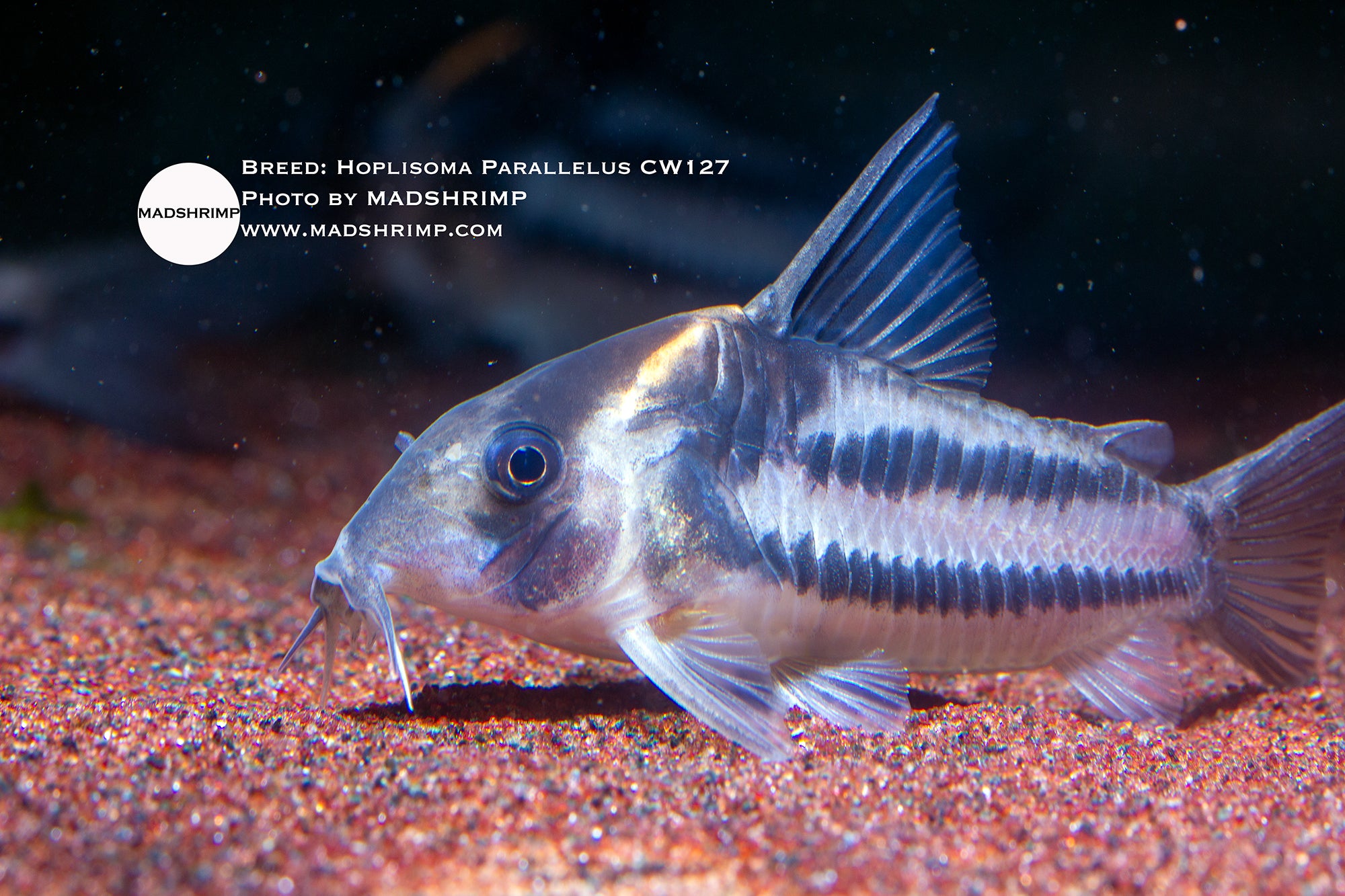 Corydoras parallelus CW127 (Hoplisoma), photo 2