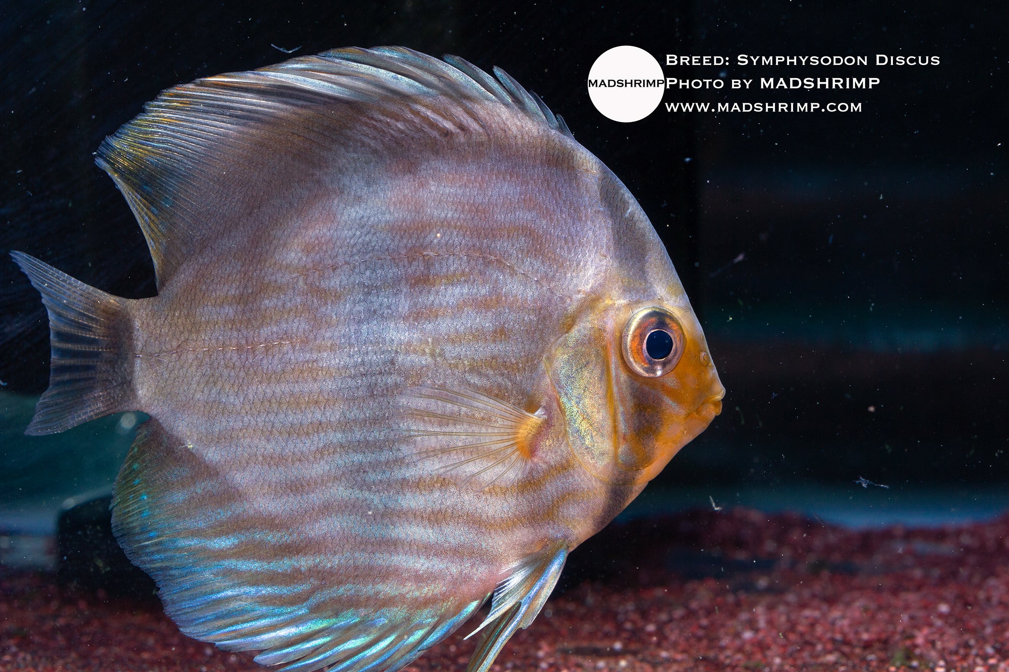 Symphysodon Discus