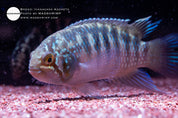 Adoketa cichlid (Ivanacara adoketa), photo 3