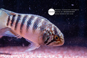 Adoketa cichlid (Ivanacara adoketa), photo 2
