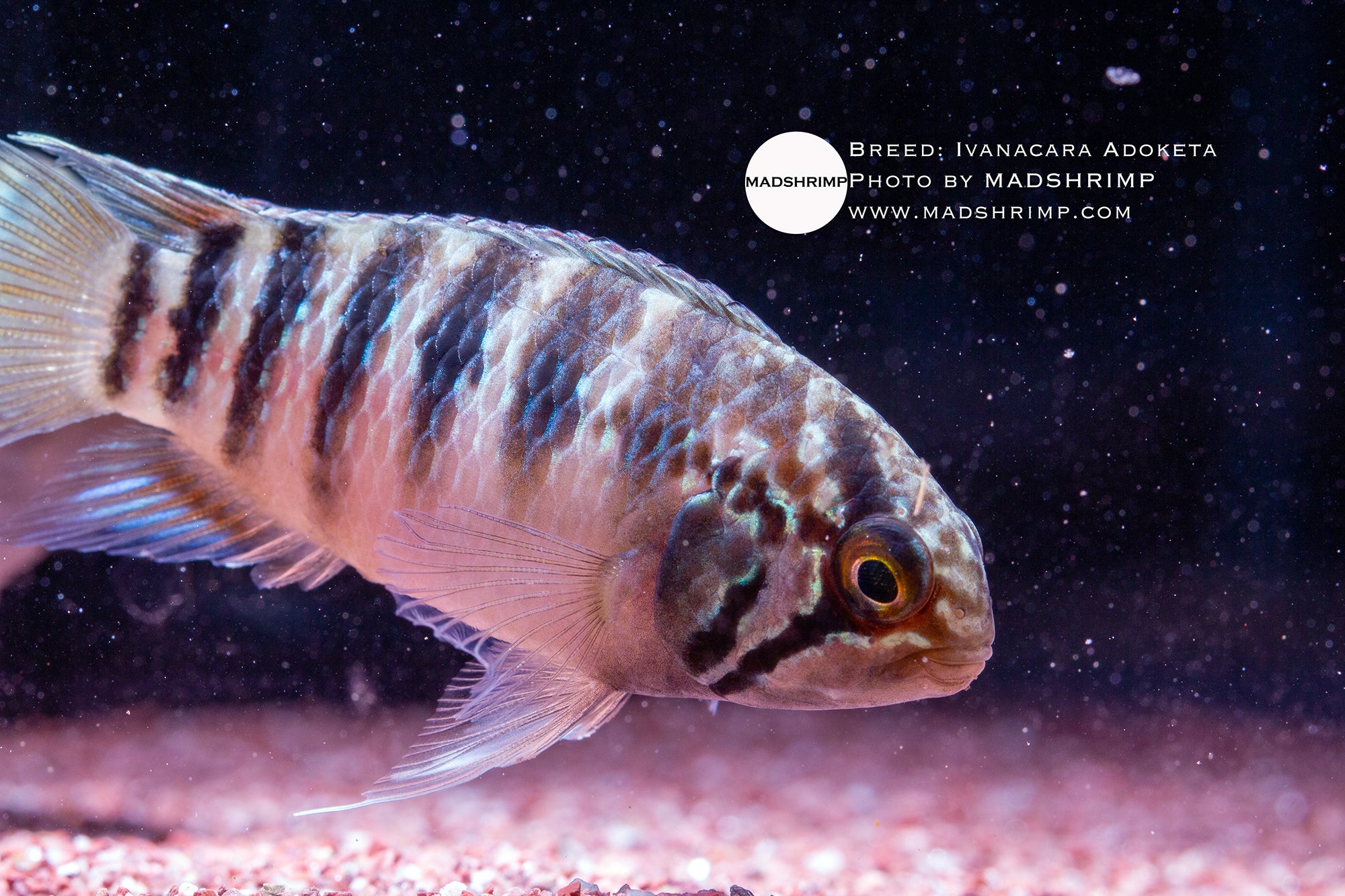 Adoketa cichlid (Ivanacara adoketa), photo 2