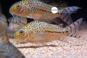 Knaacki Corydoras (Hoplisoma knaacki) captive bred, photo 3