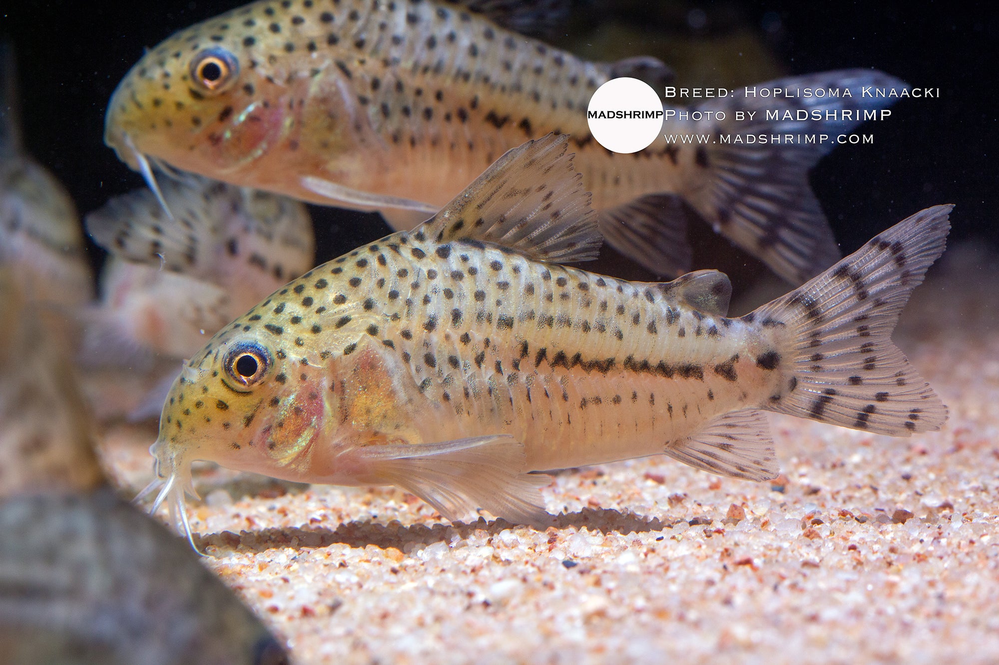 Knaacki Corydoras (Hoplisoma knaacki) captive bred, photo 3