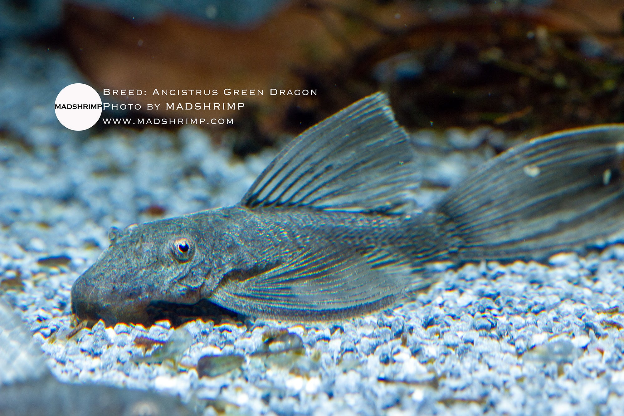 Ancistrus L144 Green Dragon bristlenose pleco, photo 2
