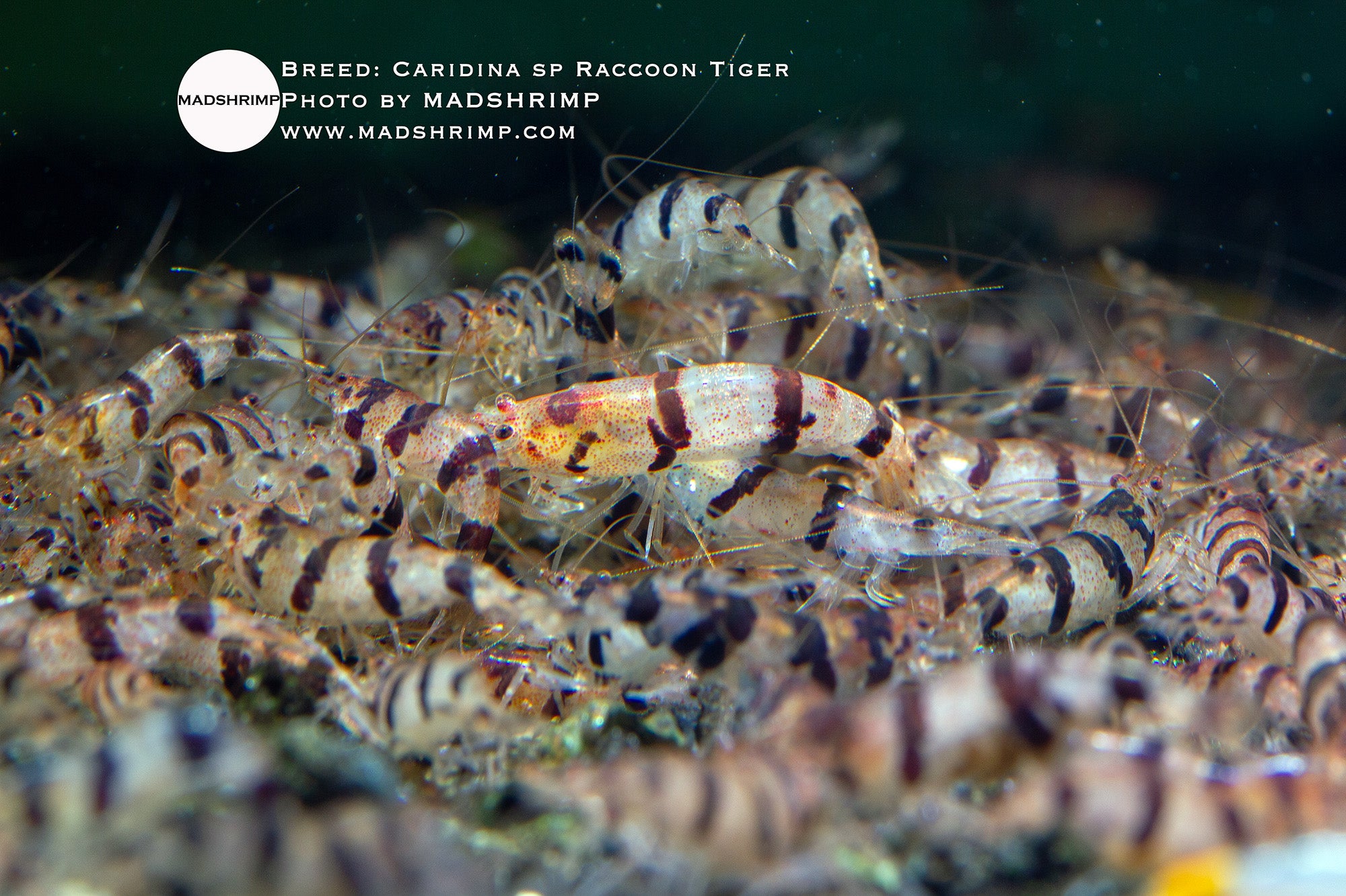 Caridina sp Raccoon