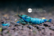 Blue Bolt Caridina shrimp