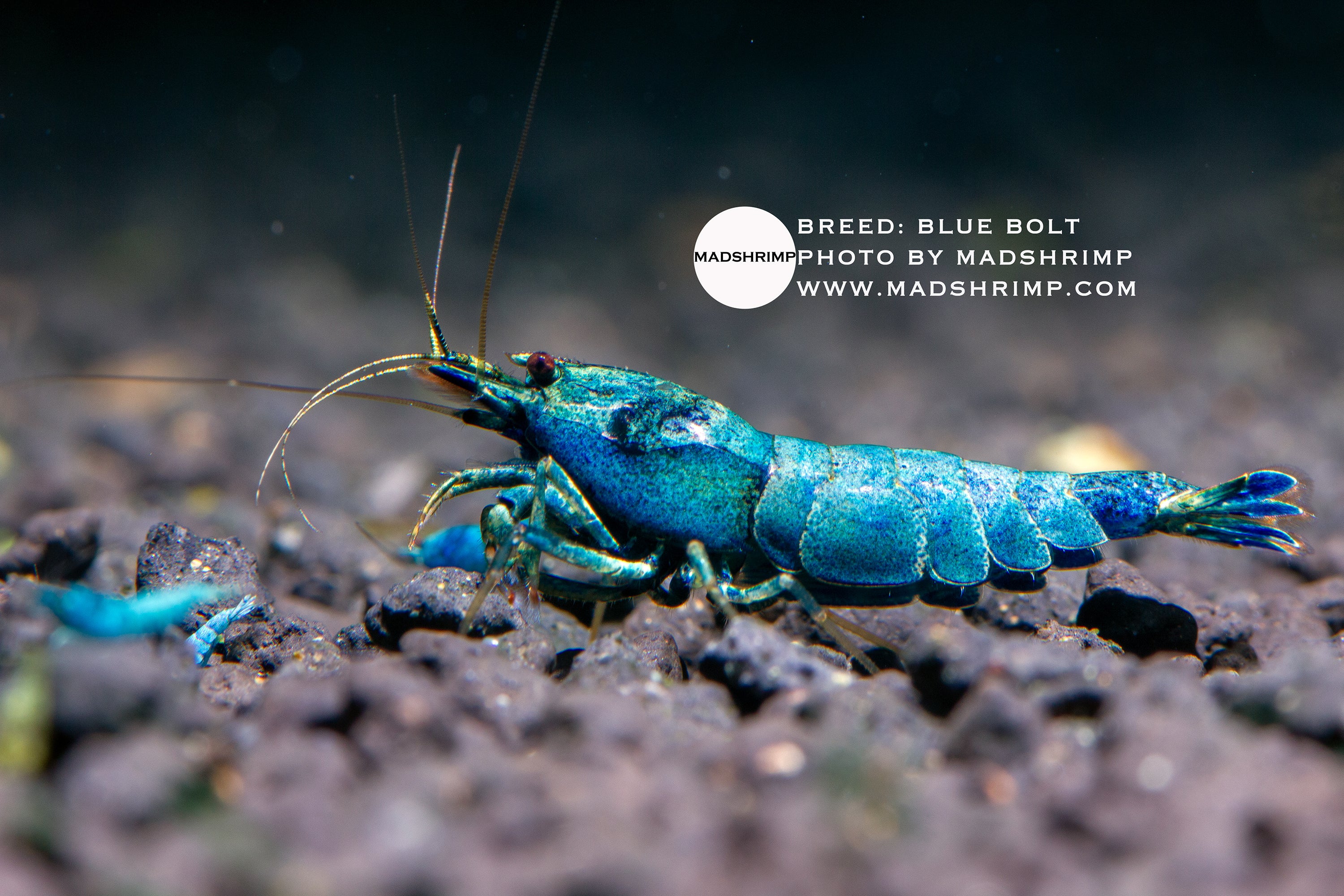 Blue Bolt Caridina shrimp