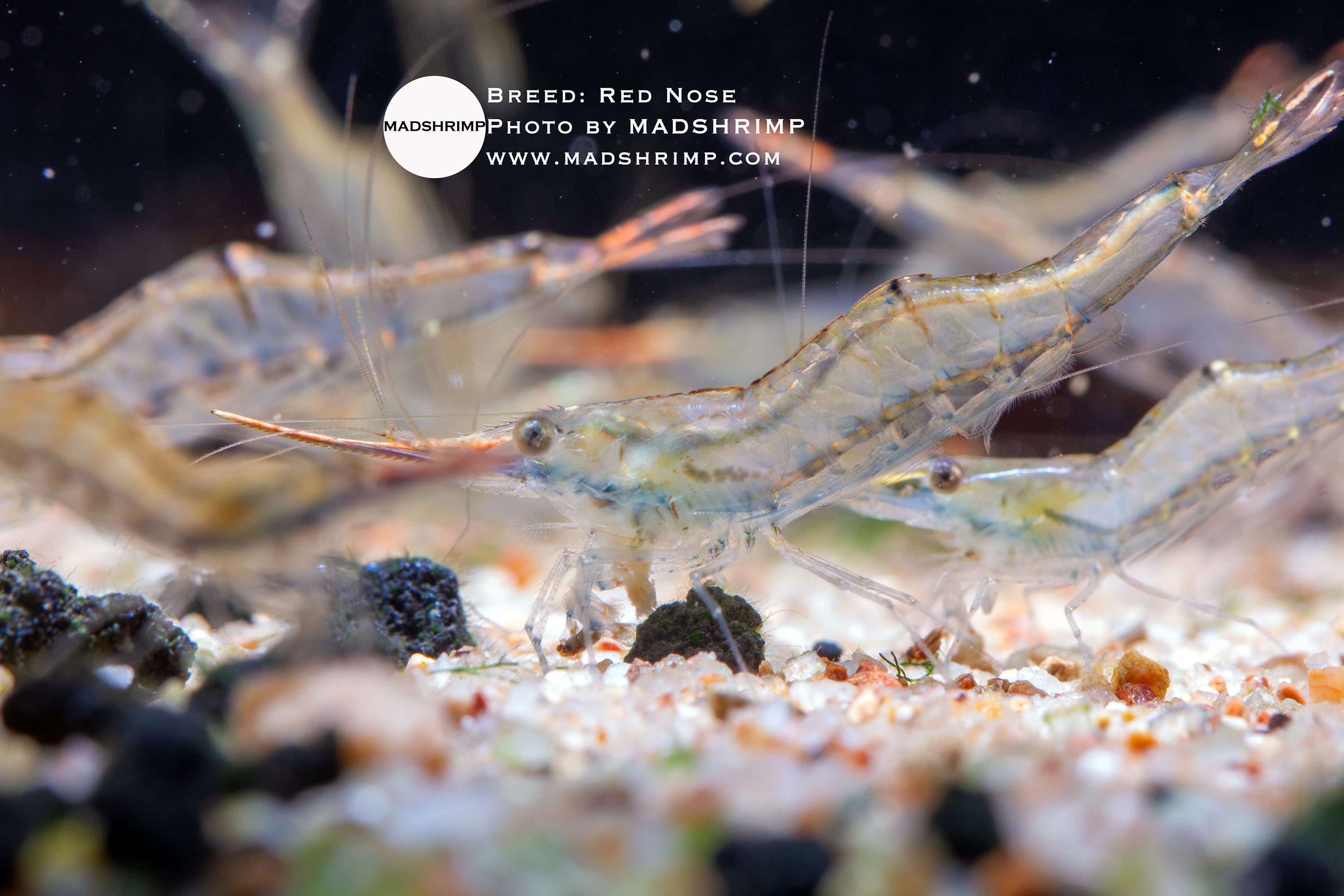 Caridina gracilirostris red nose shrimp