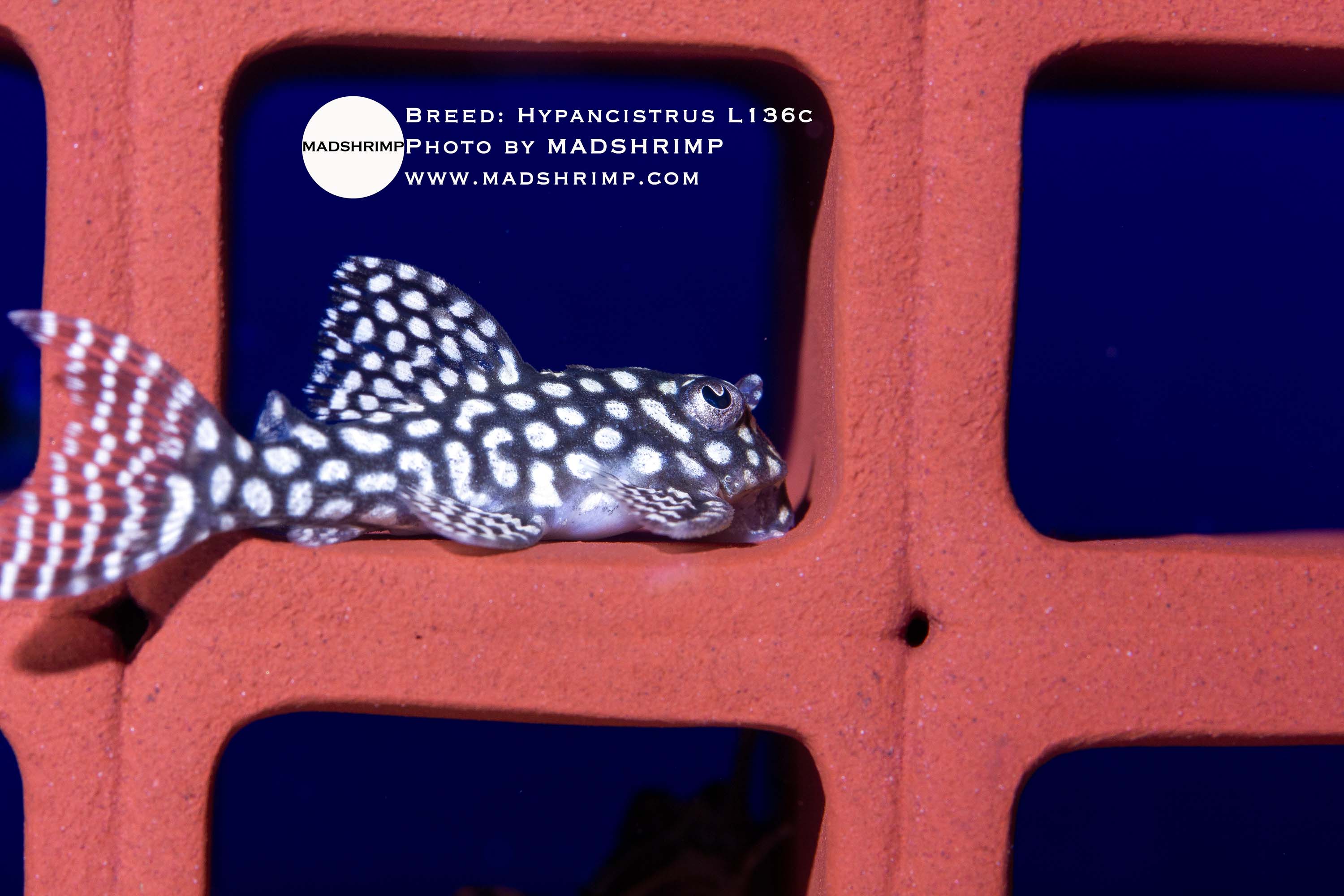 Hypancistrus L136c pleco