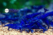 Fantasy Blue Neocaridina shrimp, photo 2