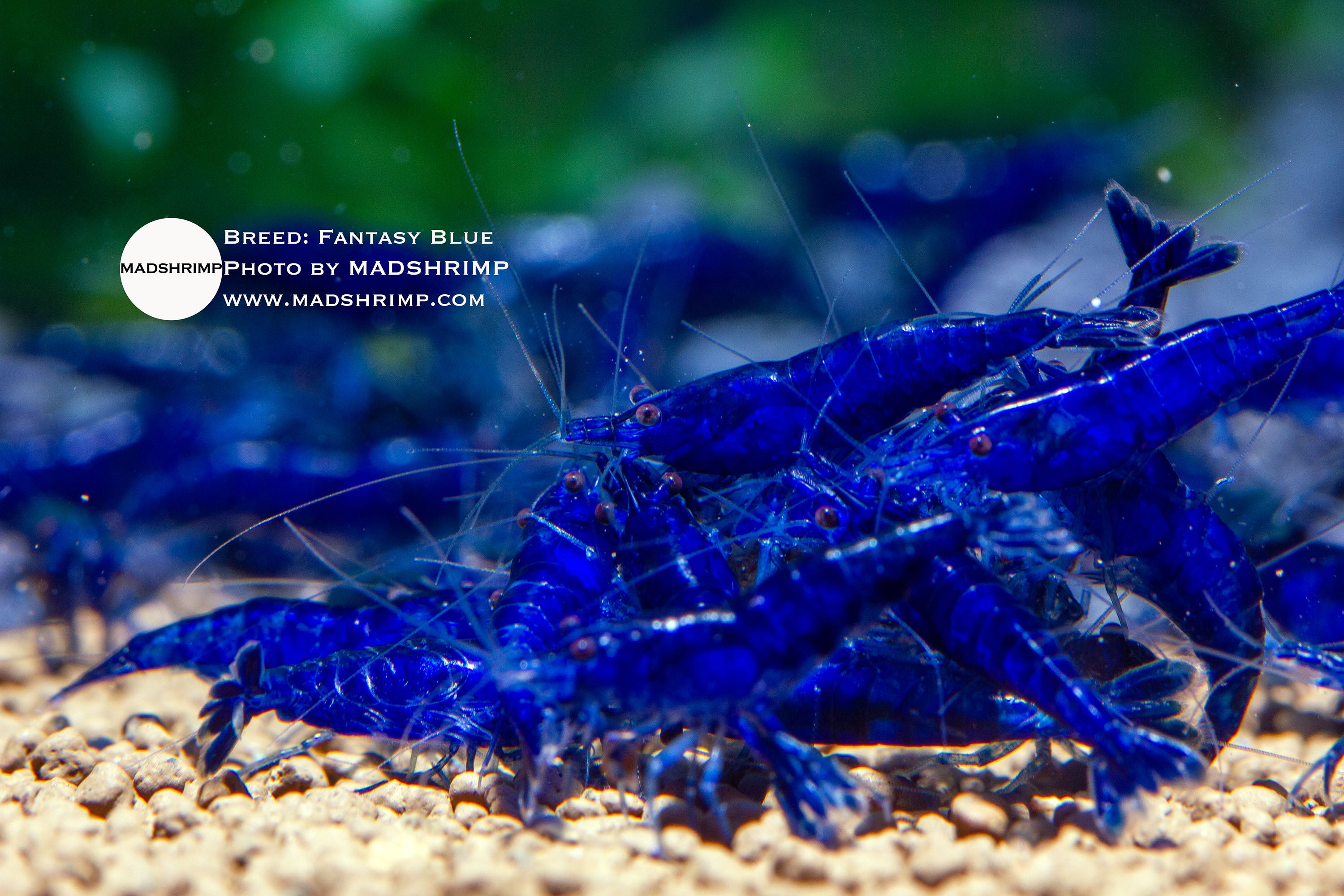 Fantasy Blue Neocaridina shrimp, photo 2