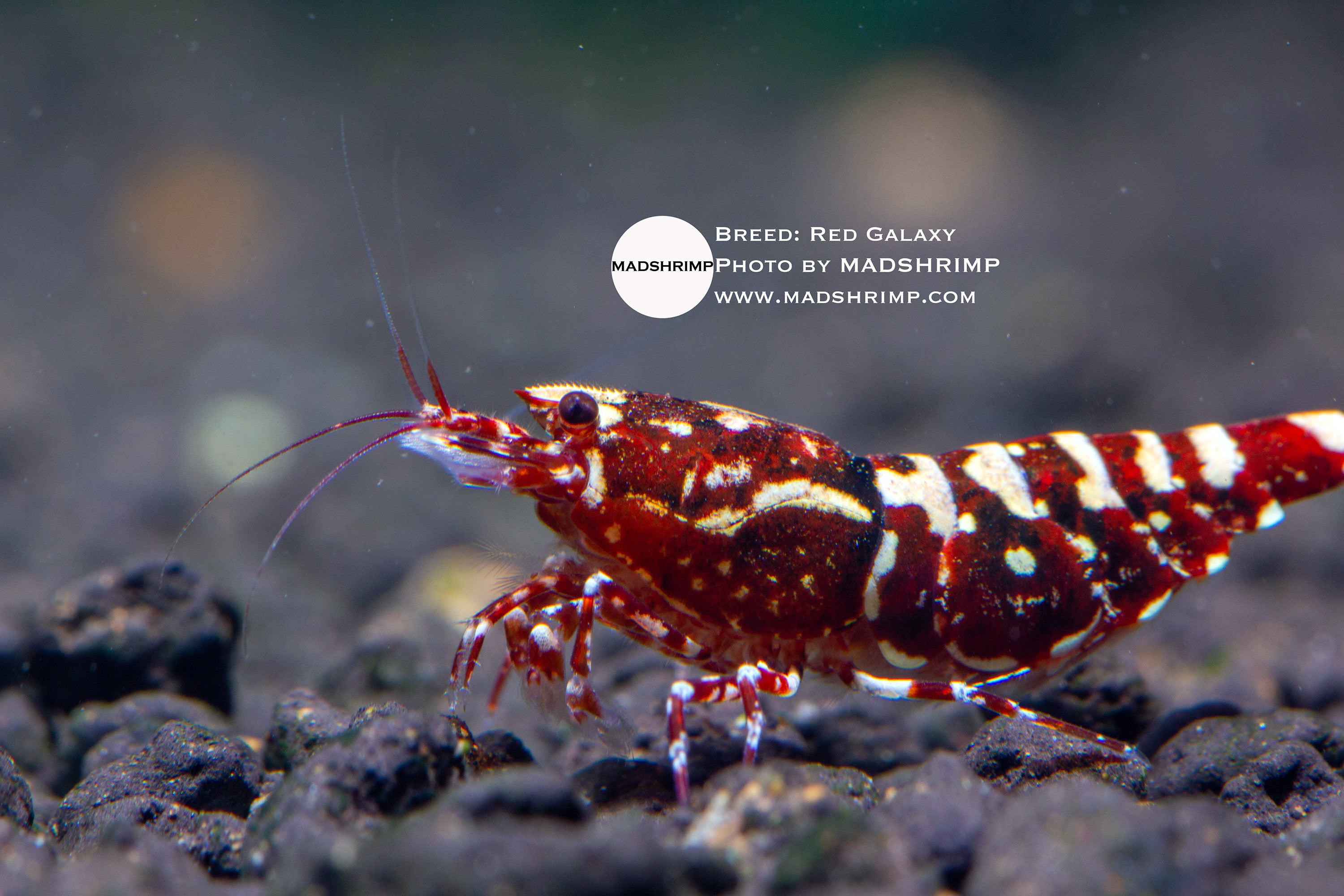 Red Galaxy Caridina shrimp, photo 3