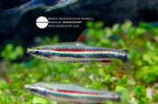 Redbull pencilfish (Nannostomus sp.), photo 2