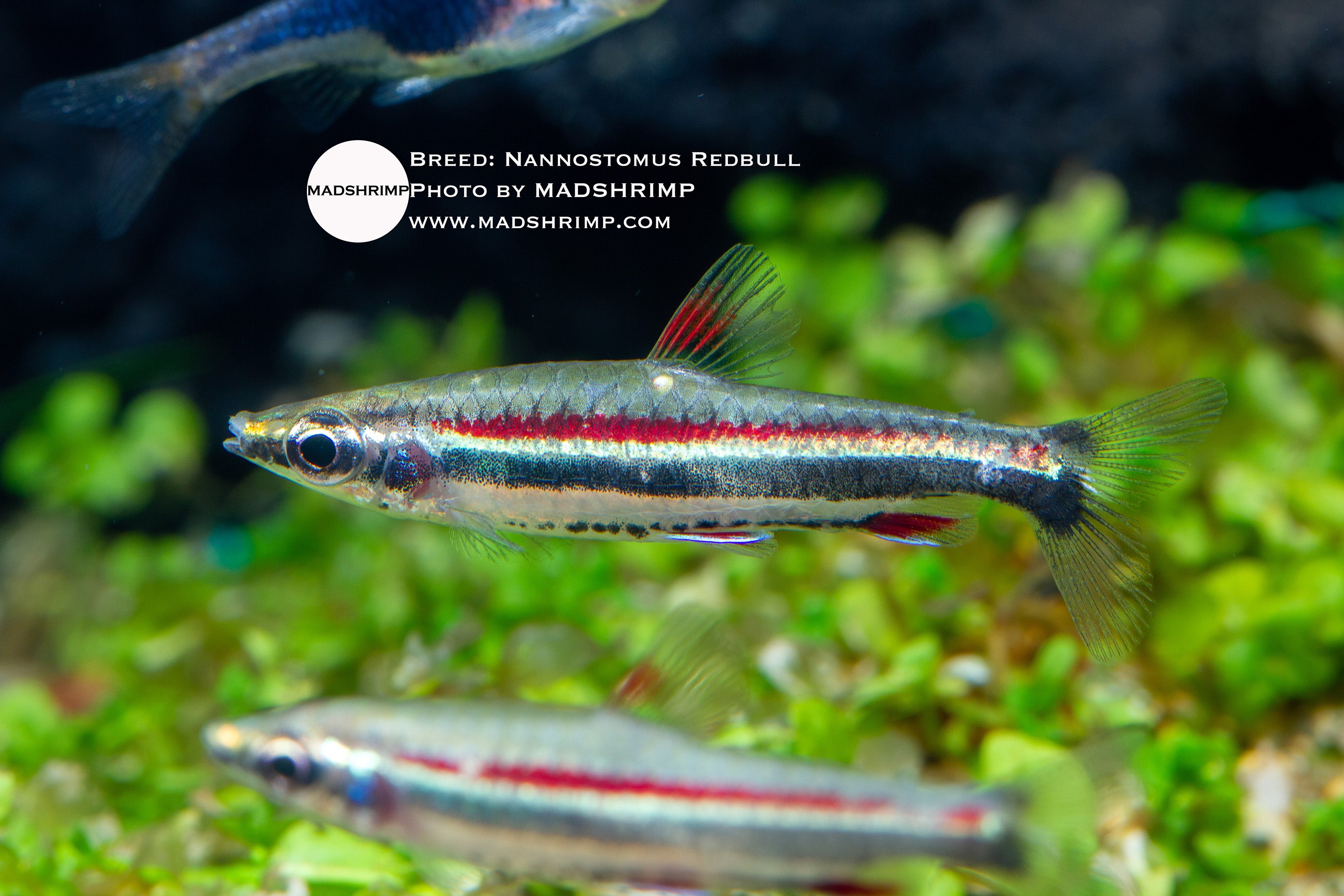 Redbull pencilfish (Nannostomus sp.), photo 2