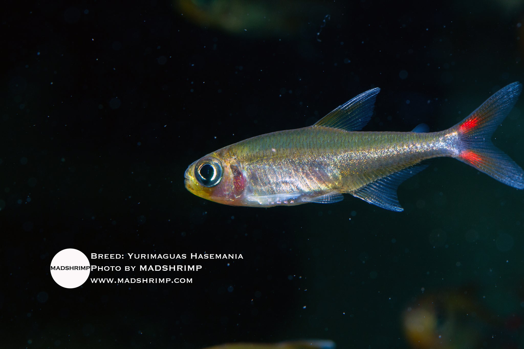 Yurimaguas Hasemania sp Orange
