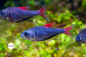 Eilyos tetra (Hyphessobrycon eilyos), photo 2