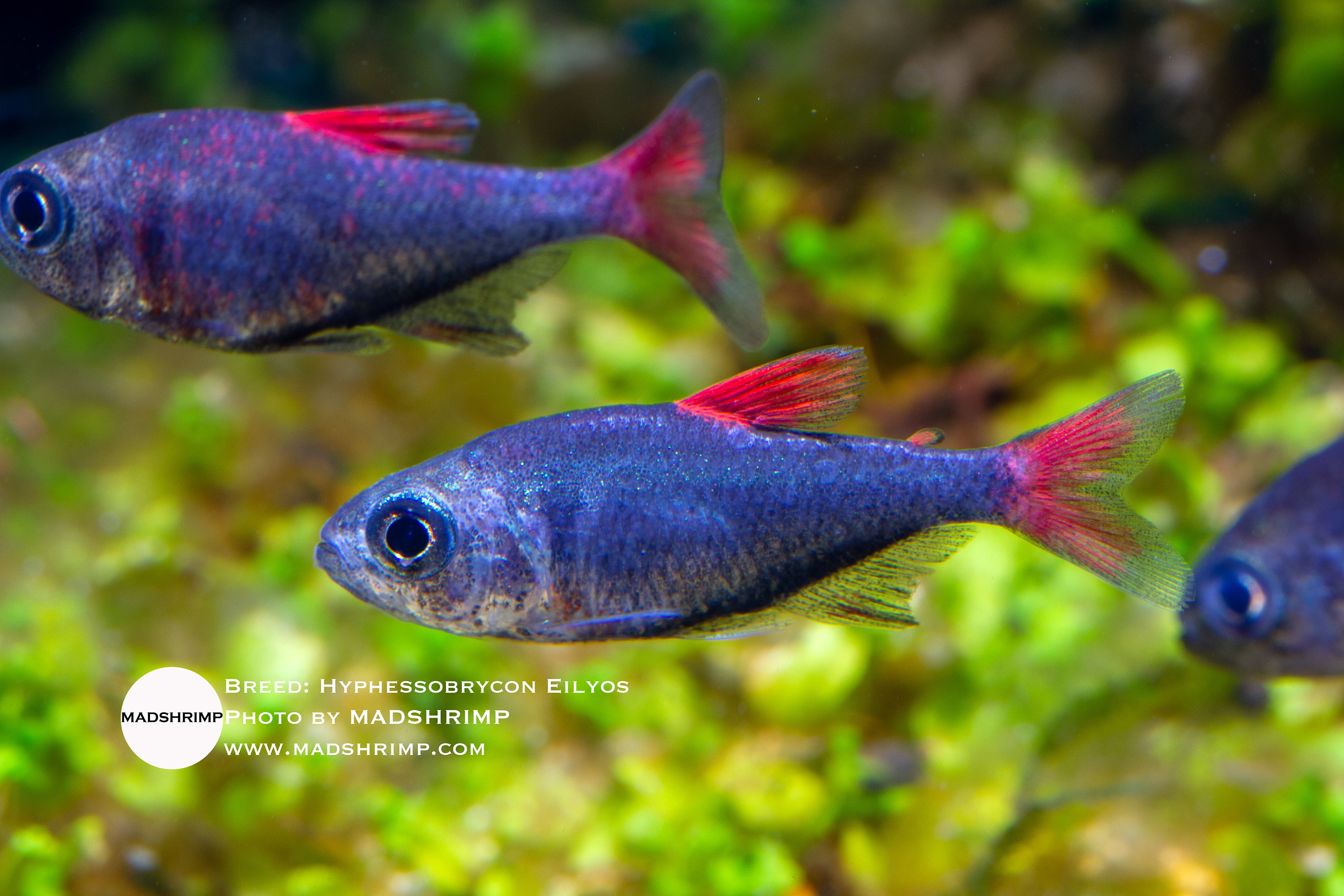 Eilyos tetra (Hyphessobrycon eilyos), photo 2