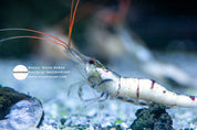 Snow Zebra captive-bred Sulawesi shrimp