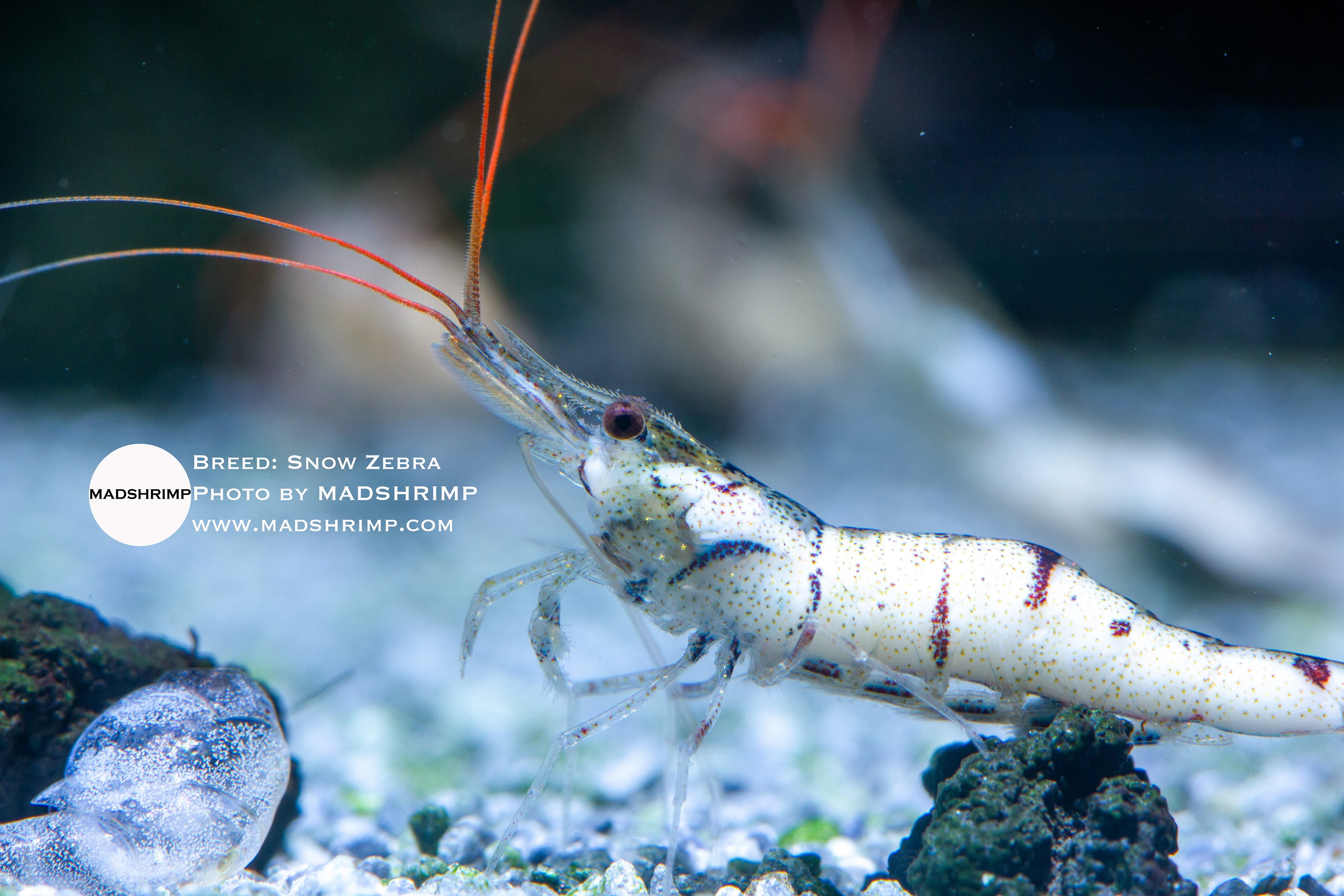 Snow Zebra captive-bred Sulawesi shrimp